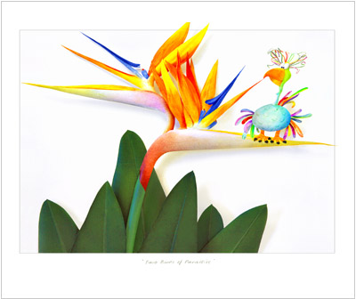 Two Birds of Paradise